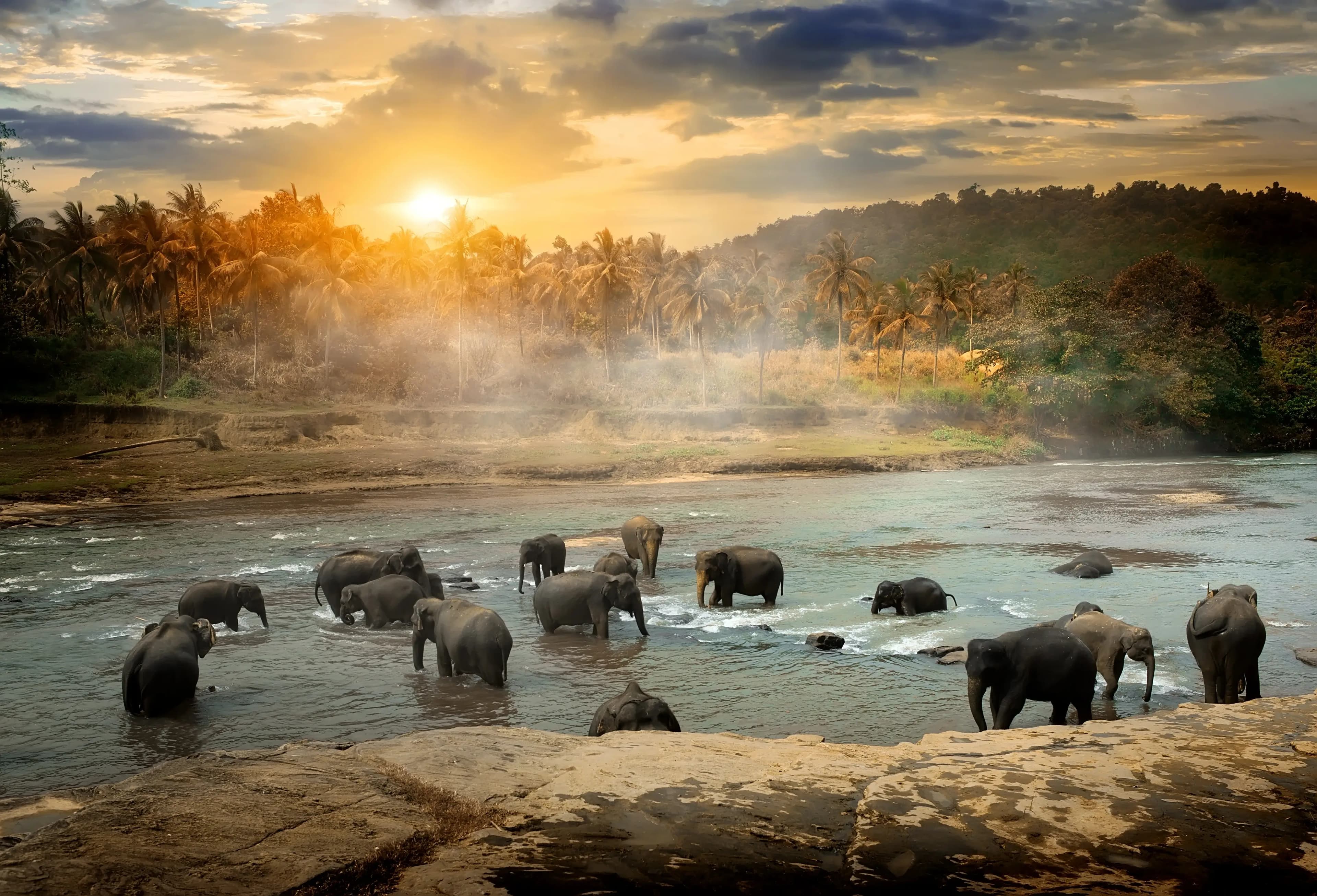 Sri Lanka Elephants
